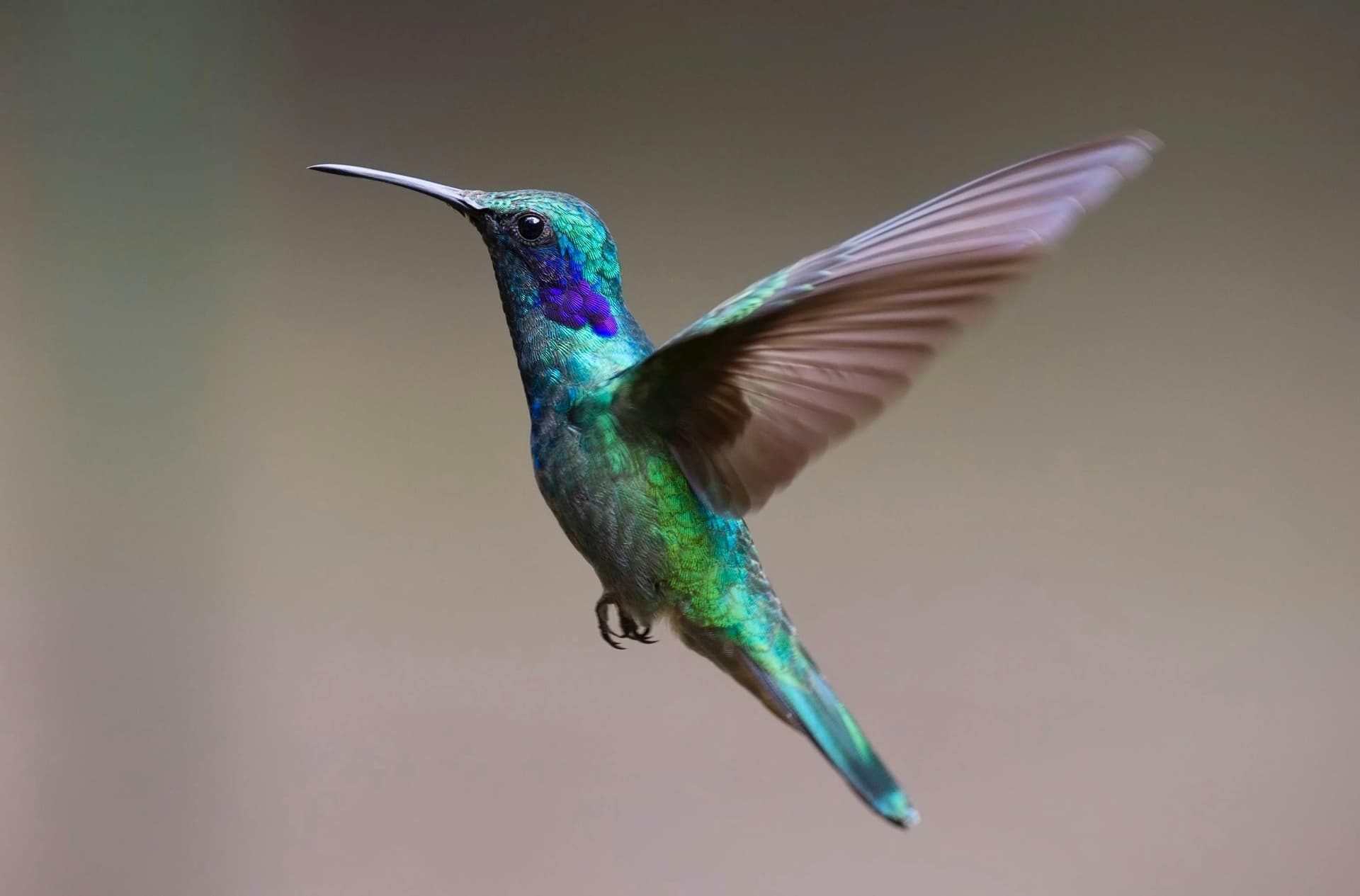Hummingbird Facts: Flight, Speed, Heart Rate & More - Learn amazing facts